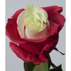 River Roses (we make them for your favorite team, order them)